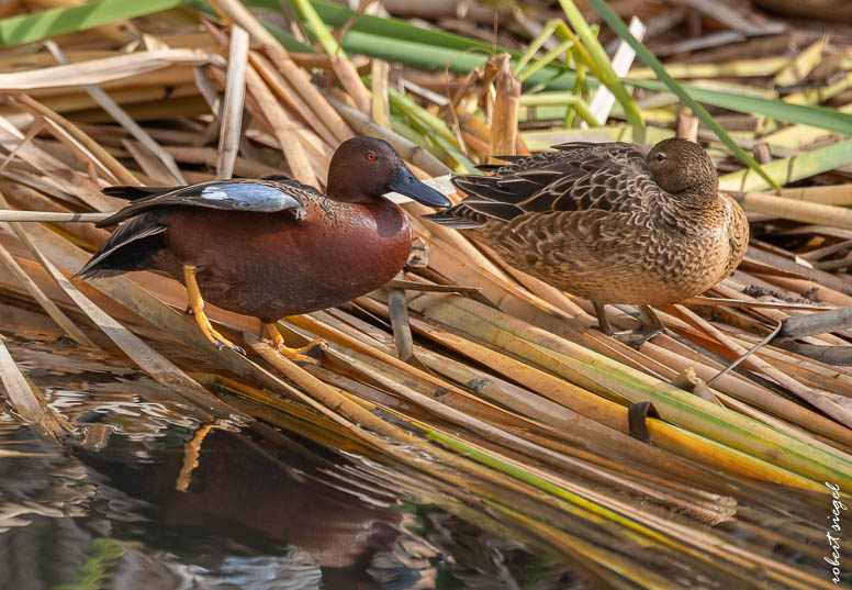 emily renzel wetlands 2024